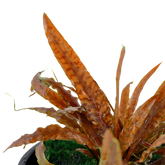 126B 亞比椒草 Cryptocoryne albida 'Brown'